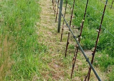 weinberg inneres sommerhaus