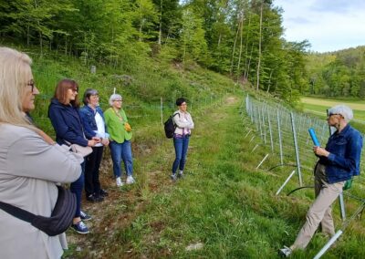 weinberg inneres sommerhaus